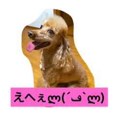 [LINEスタンプ] トイプードルのプリンちゃん