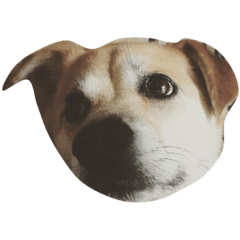 [LINEスタンプ] さく坊