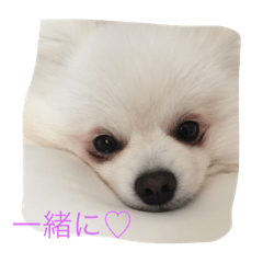 [LINEスタンプ] 犬のちぇりちゃん2