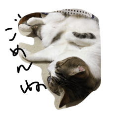 [LINEスタンプ] ねこねこねねね