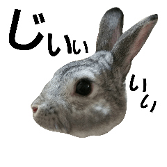 [LINEスタンプ] ウサギのつみれさんスタンプ
