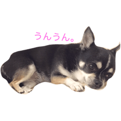 [LINEスタンプ] チワワンコ。