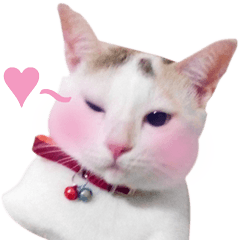 [LINEスタンプ] Clearly expressive cat