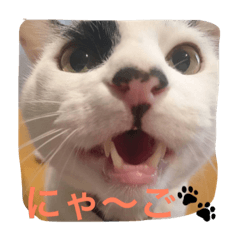 [LINEスタンプ] うちの猫にゃ2