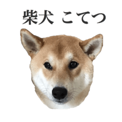 [LINEスタンプ] 柴犬こてつ 2