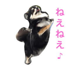 [LINEスタンプ] チワワのアトラスくんとノアちゃんスタンプ