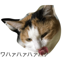 [LINEスタンプ] ミケ猫