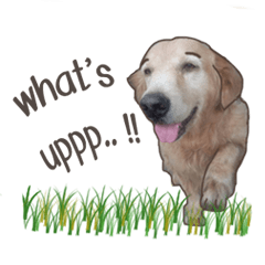 [LINEスタンプ] Golden Dog ＆ Cat By Makham