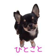 [LINEスタンプ] チワワのココ（ひとこと編）