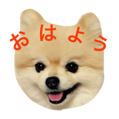 [LINEスタンプ] ポメポメスタンプ