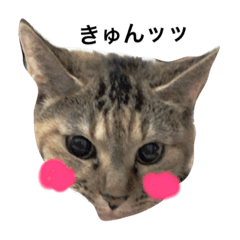 [LINEスタンプ] 我が家のゆずです。