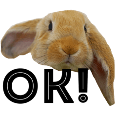 [LINEスタンプ] たれ耳うさぎチロル