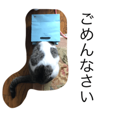 [LINEスタンプ] 目ヂカラ猫のくー3