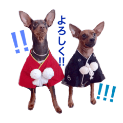 [LINEスタンプ] ディディー兄弟(ミニチュアピンシャー)