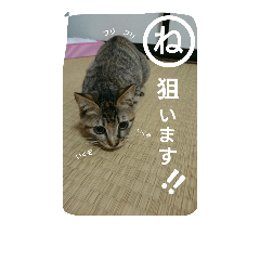 [LINEスタンプ] うちのぷー