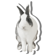 [LINEスタンプ] My rabbit A-Bang