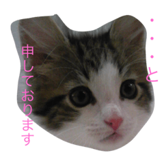 [LINEスタンプ] ノルウェージャン
