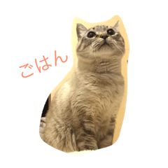 [LINEスタンプ] ととにゃん