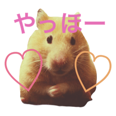 [LINEスタンプ] キンクマハムスター ちゃっぴー
