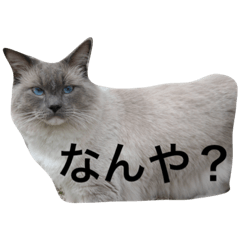 [LINEスタンプ] チョコ（猫）ですけど。