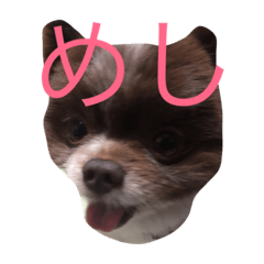 [LINEスタンプ] 長崎犬産 茶太郎