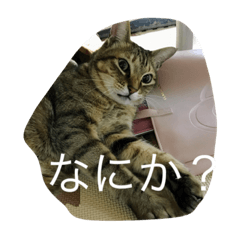[LINEスタンプ] ねこのスコフィールド