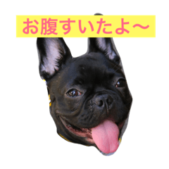 [LINEスタンプ] フレンチブルドッグ ガブリ