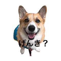 [LINEスタンプ] コーギーマロンの日常編