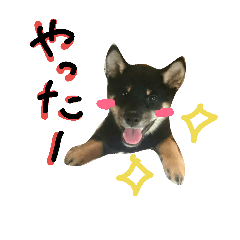 [LINEスタンプ] 黒柴はる①