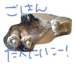 [LINEスタンプ] うちのわんわんず
