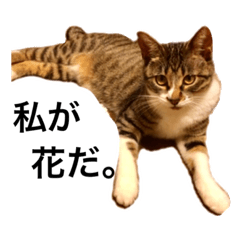[LINEスタンプ] 猫の花