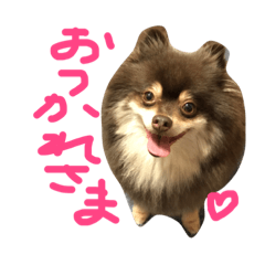 [LINEスタンプ] ポメラニアン ポッキー君 2