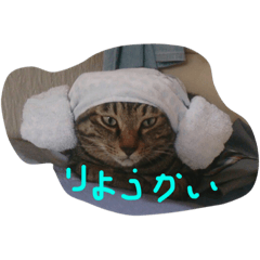[LINEスタンプ] にゃん吉0105