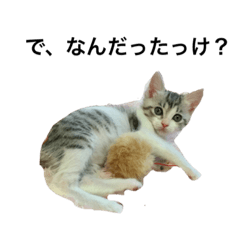 [LINEスタンプ] だって猫だもん 子猫編