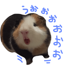 [LINEスタンプ] せおです。