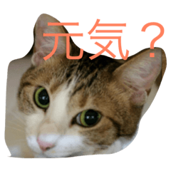 [LINEスタンプ] うちの猫にゃ