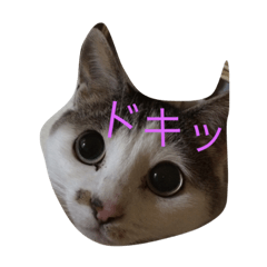 [LINEスタンプ] ひまなネコ