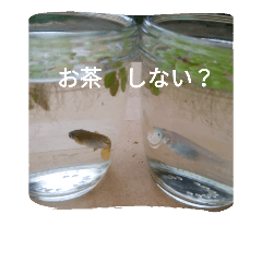 [LINEスタンプ] めだか たち