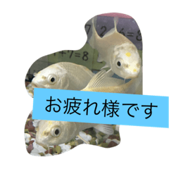 [LINEスタンプ] 錦鯉のことば4匹
