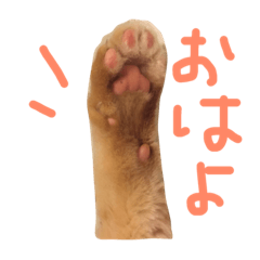 [LINEスタンプ] 猫の手とシッポと肉球リアルスタンプ