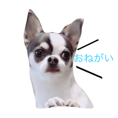 [LINEスタンプ] あしゅ