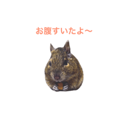 [LINEスタンプ] デグーちゃん〜日常で使える言葉〜