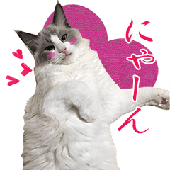[LINEスタンプ] イケ猫ラグドールフェリリン