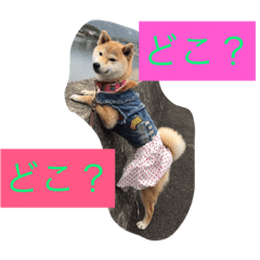 [LINEスタンプ] 柴犬 華HANAちゃん