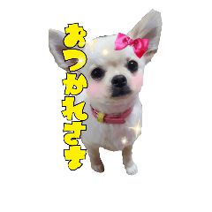 [LINEスタンプ] チワワのふわちゃん2