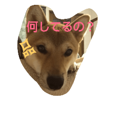[LINEスタンプ] 柴犬の丸ちゃん2