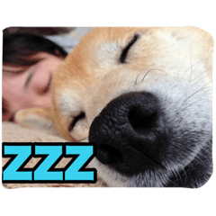 [LINEスタンプ] ぺっち