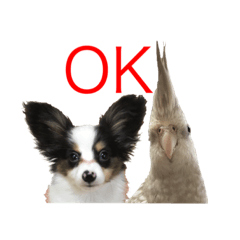 [LINEスタンプ] サラとココ