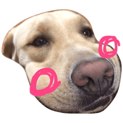 [LINEスタンプ] かわいい犬 わんわん