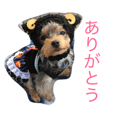 [LINEスタンプ] ヨーキーのれもん君